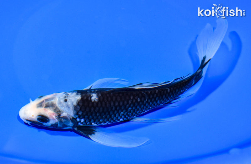 7.5" MATSUKAWABAKE BUTTERFLY