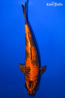 8.5" KIN ORENJI UTSURI