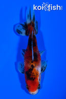 3.75" CALICO WAKIN GOLDFISH