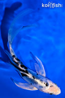 6.5" DOITSU GIN SHIRO BEKKO BUTTERFLY