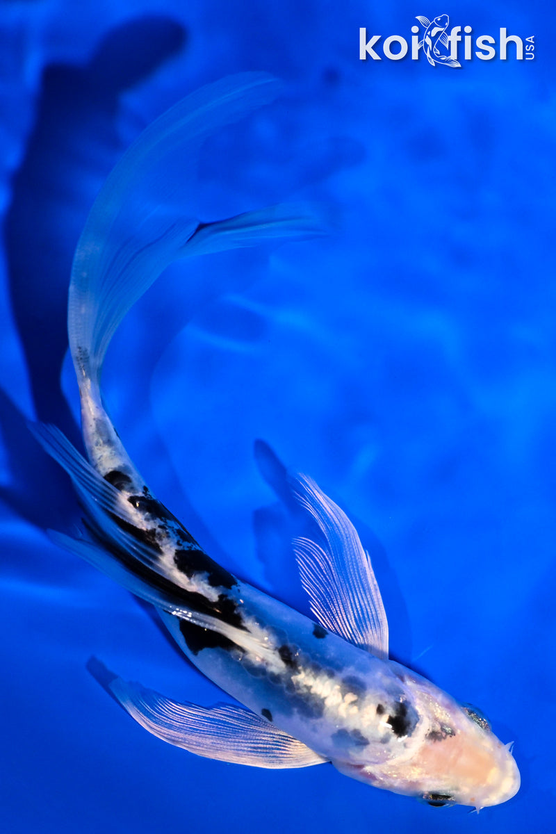 6.5" DOITSU GIN SHIRO BEKKO BUTTERFLY