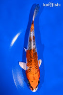 5.5" KUJAKU