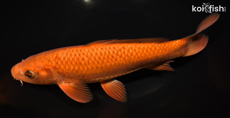 11.25" CHAGOI
