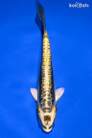 7.25" KIN KIKOKURYU