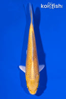 4.5" YAMABUKI OGON