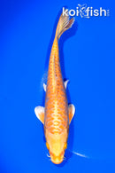 7.25" ARAGOKE YAMABUKI OGON