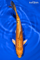 6.75" DOITSU ORENJI MATSUBA