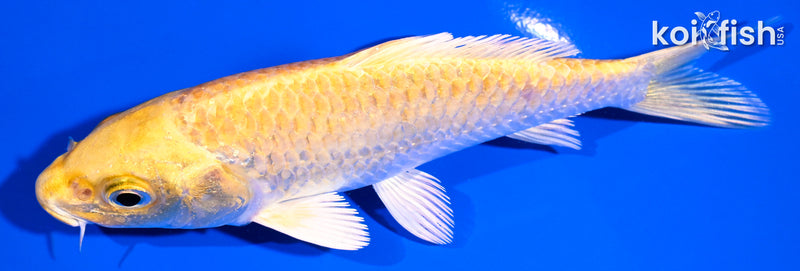 5.25" YAMABUKI OGON