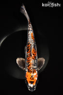 14.5" ARAGOKE BENI KIKOKURYU
