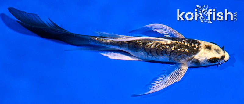 5" GINRIN ARAGOKE KABUTO BUTTERFLY