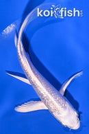 4.75" GINRIN PLATINUM OGON BUTTERFLY
