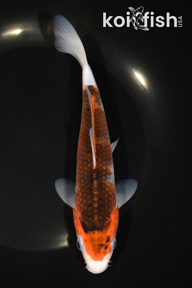 7.75" GOROMO