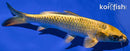 6.75" KIN KI MATSUBA