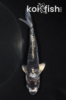 5" ARAGOKE KIKOKURYU