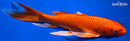 8.75" ORENJI OGON BUTTERFLY