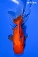 5" ORANDA GOLDFISH