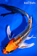 6.75" KUJAKU BUTTERFLY