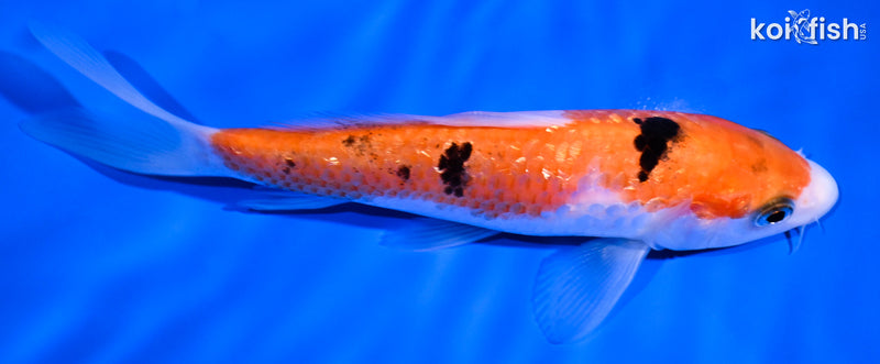 5.5" GINRIN SANKE