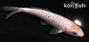 4.5" DOITSU SORAGOI