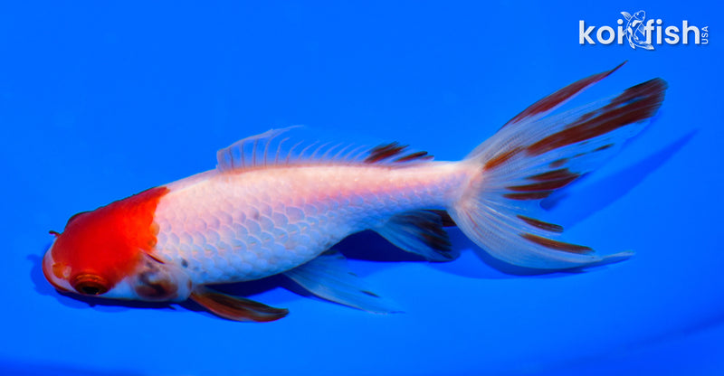 5.5' WATONAI GOLDFISH