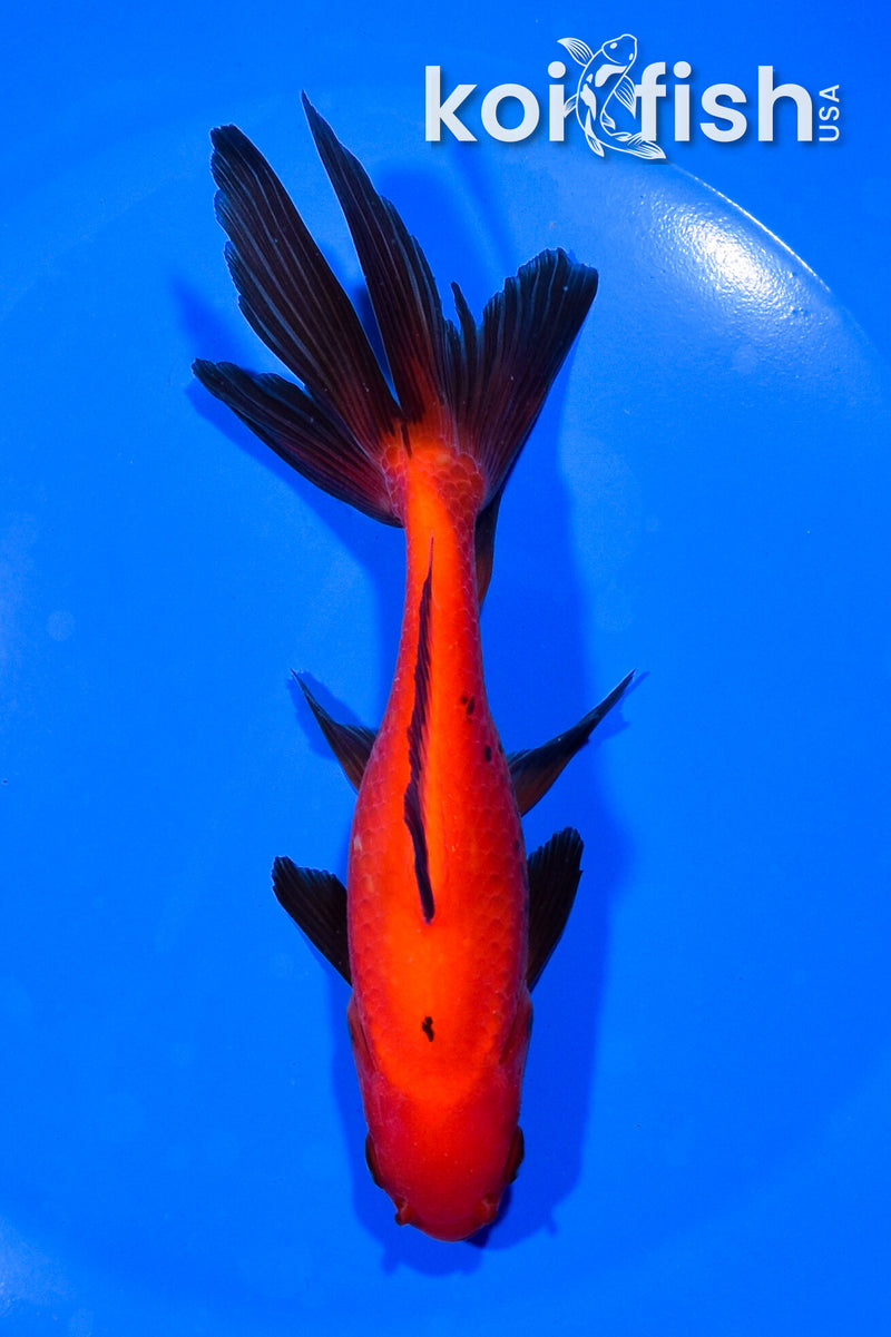 5.5" WATONAI GOLDFISH