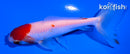 4.25" SARASA WATONAI GOLDFISH