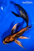 5.25" GINRIN ARAGOKE BENI KIKOKURYU BUTTERFLY