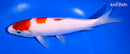 9.25" KOHAKU