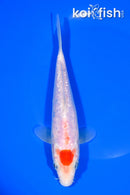 7.5" GINRIN MARUTEN KOHAKU