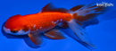 5.25" ORANDA GOLDFISH