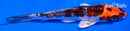 5.5" BENI KIKOKURYU