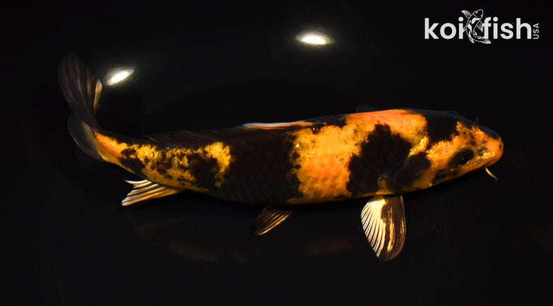 8" KIN HI UTSURI