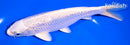6.75" GINRIN PLATINUM OGON