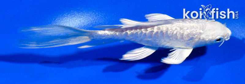 4.5" GINRIN ARAGOKE PLATINUM OGON BUTTERFLY