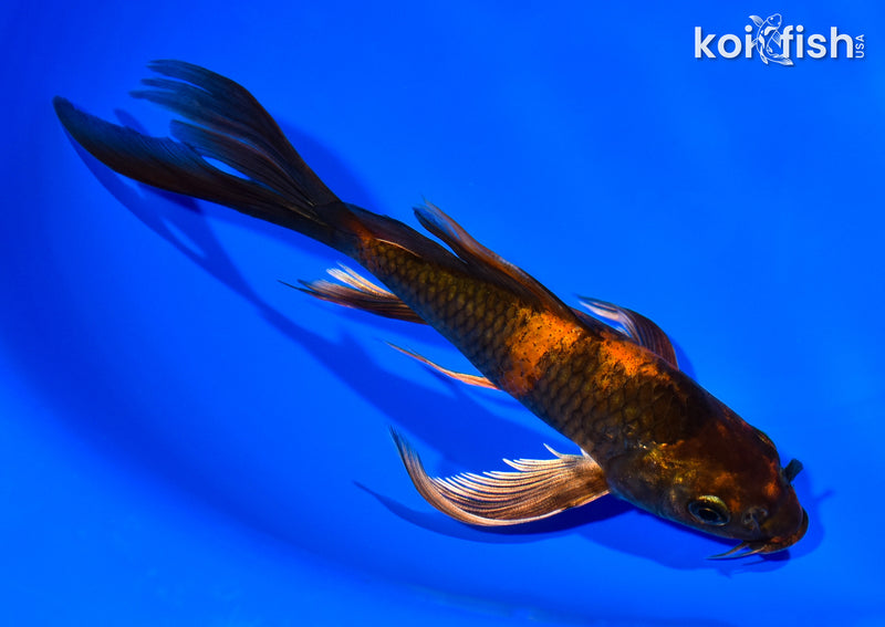 7" KIN HI UTSURI BUTTERFLY