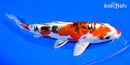 8" ARAGOKE HEISEI NISHIKI