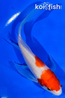 5.5" KOHAKU BUTTERFLY