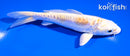 5" ARAGOKE LEMON HARIWAKE