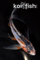 5.75" HI SHUSUI BUTTERFLY