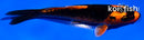 4.5" ORENJI MATSUBA