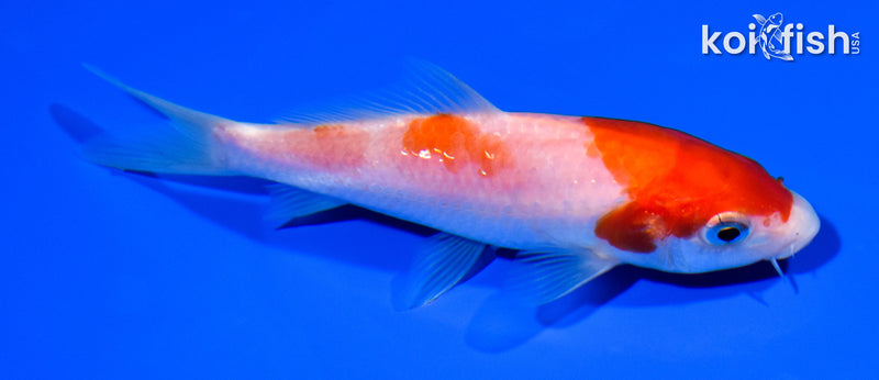 5" KOHAKU