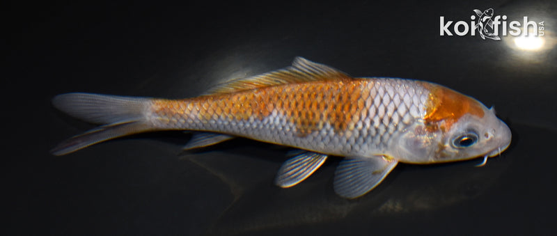 5.25" OCHIBA SHIGURE