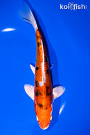 8.25" HEISEI NISHIKI