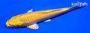 5.75" YAMABUKI OGON