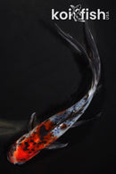 7.25" SHUBUNKIN GOLDFISH