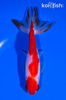 4.75" SARASA WATONAI GOLDFISH