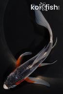 5.75" ASAGI BUTTERFLY