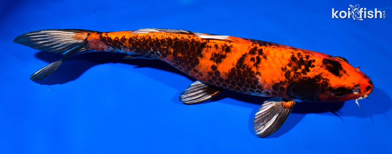 12.5" KIN HI UTSURI