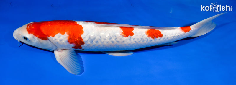 14.75" GINRIN KOHAKU