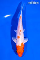 5.5" HARIWAKE